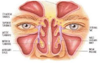 Nasal/Sinus/Allergy - Alabama Nasal And Sinus Center, Birmingham, AL, ENT